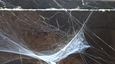 Spider web under the window illuminated by sunlight Stock Footage 158929536