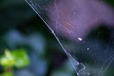 Spider web with unfocused background in the park. Stock Illustration