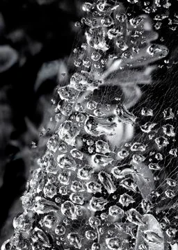 Spider Web Vertical Close-up in Black and White with Sparkling Dew Drops Stock Photos