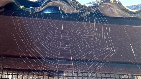 Spider web video. Video with web. 4K Stock Footage 307137181