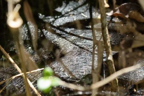 Spider web viewed through a vegetation with sun beam illluminating it 스톡 사진