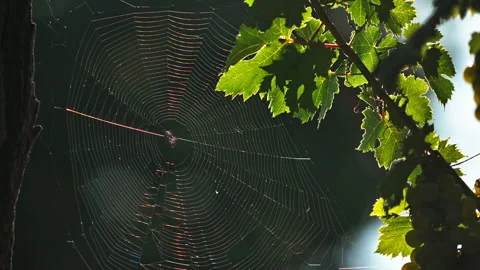 Spider web in vineyard between branches and leaves Video stock 233889451