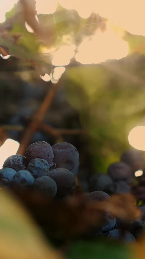 Spider web in vineyard. close-up. ripe bunches of grapes with spiderweb, in warm Stock Footage 323084794