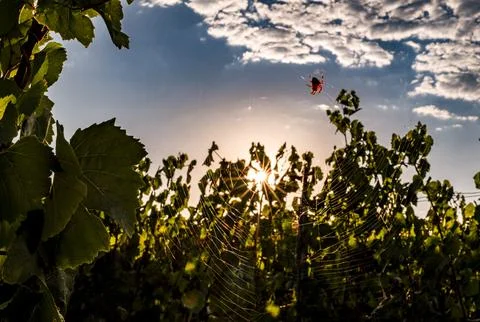 Spider on web in vineyard at sunset with sunburst effect Fotos de archivo