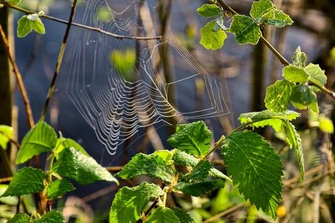 A spider web is visible between green leaves next to a body of water. Morning Stock Photos