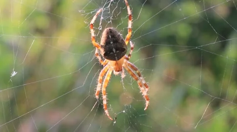 Spider In Web Waiting For Prey Stock Footage 41639452