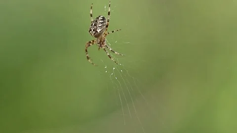 A spider on a web is waiting for prey. Stock Footage 196167605