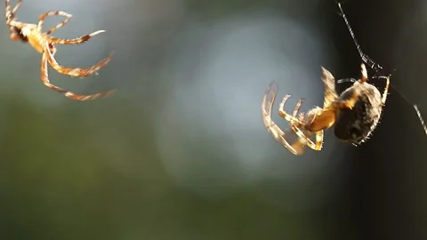 A spider on a web is waiting for prey. Stock Footage 196168670