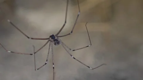 Spider on a web is waiting for prey Stock Footage 293338671