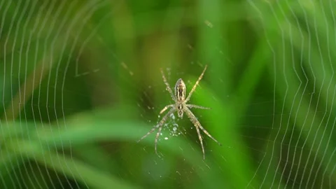 Spider on the web waiting for prey, green grass background Stockbeeldmateriaal 158381564