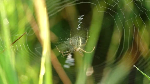 Spider on the web waiting for prey, green grass background Stock Footage 158381641