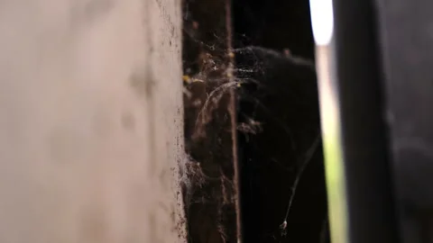 Spider web on the wall - 4K 3 Stock Footage 297660630