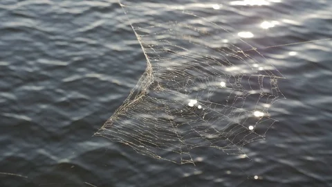 Spider Web On The Water Background Summer. Stock Footage 93621929