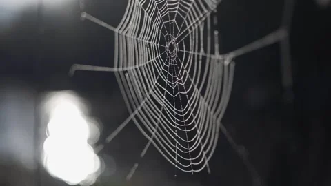 Spider Web On The Water Background Summer Video... Video stock 130495694