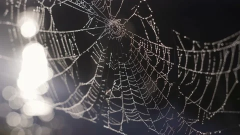 Spider Web On The Water Background Summer Video... Video stock 130495716