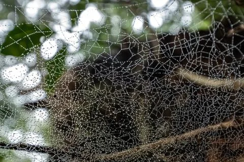 Spider web with water droplets in a forest Stock Photos