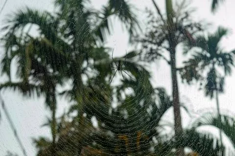 Spider on a web with water droplets on it forming a beautiful image Stock Photos