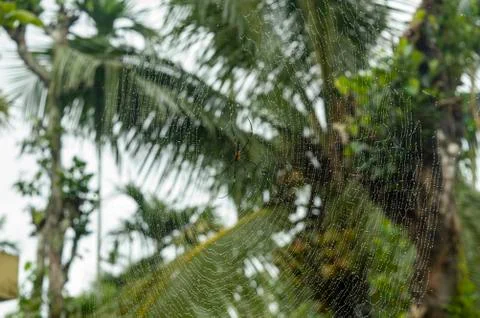 Spider on a web with water droplets on it forming a beautiful image Stock Photos