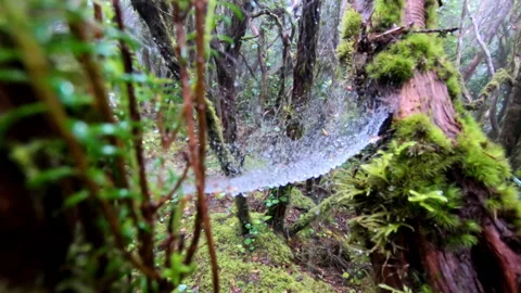 Spider web with water droplets moving by the wind in a lush and green forest Stock Footage 197190912