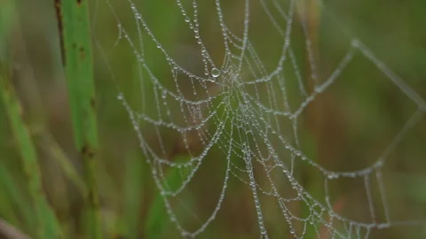 Spider Web with Water Droplets in Wind - Slow Motion Vídeo Stock 265925975