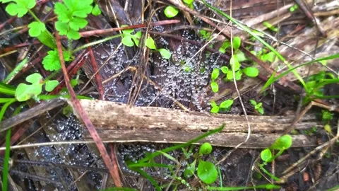 Spider web with water drops 4k Stock Footage 143645447