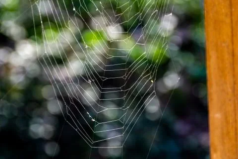 Spider  web with water drops in the background Stock Photos