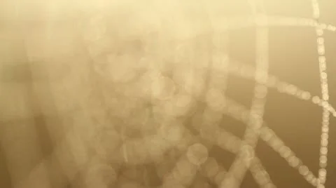 Spider web with water drops Stock Footage 21224470