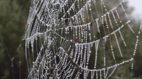 Spider Web With Water Drops Stock Footage 24687719