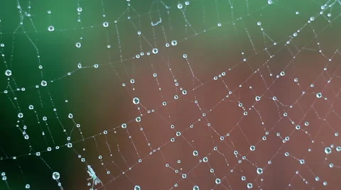 Spider web. Water drops. Video stock 40690992