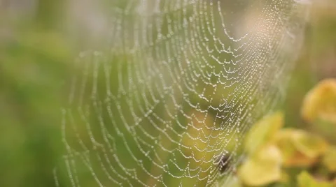 Spider web with water drops Vidéo 40870220