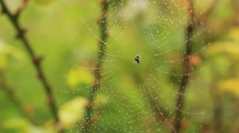 Spider web with water drops Stock Footage 40870240