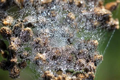 Spider web with water drops Stock Photos