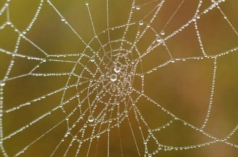 Spider web with water drops Stock Photos