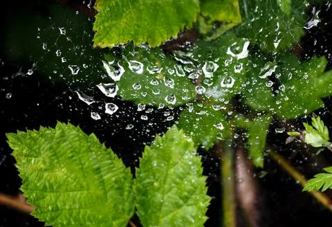 Spider web in water drops 스톡 사진