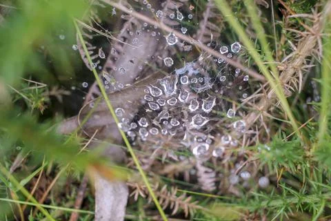 Spider web with water drops Stock Photos