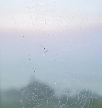 Spider web with water drops. Stock Photos