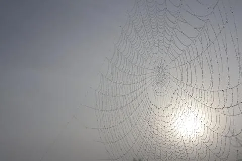 A spider web with water drops is set against a foggy sky Foto stock
