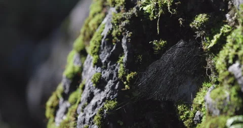 Spider web waving in the forest macro shot Stock Footage 170413035