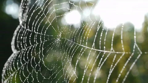 Spider Web Waving in the Wind Stock Footage 854741