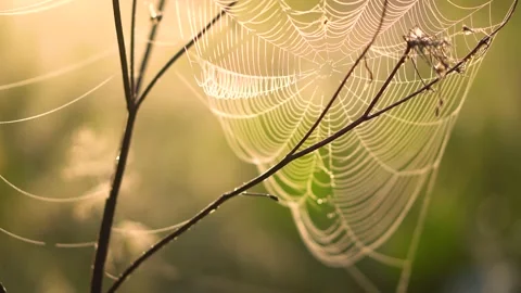 Spider web weaving. Grass close-up in sunlight. Stock Footage 171409239