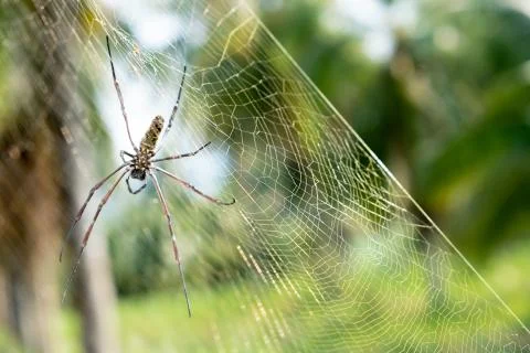 Spider on web on web with green blurred background Stock Photos
