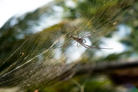 Spider on web on web with green blurred background Stock Photos