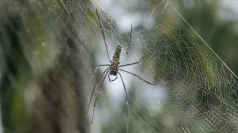 Spider on web on web with green blurred background Stock Photos
