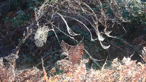A spider web web illuminated by the first rays of the morning sun in a clearing Stock Footage 233253068