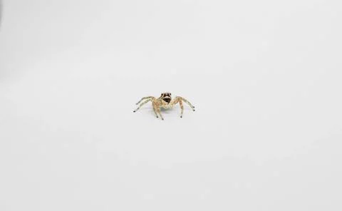 Spider on the web white background Stock Photos