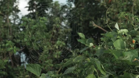 Spider web in wild closeup shot Stockbeeldmateriaal 105841652
