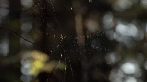 Spider web in the wind. Close up. Stock Footage 90118117