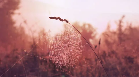 Spider Web On Wind Stock Footage 52191640