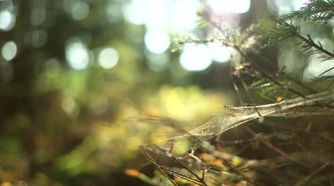 Spider Web in the Wind Stock Footage 56135849