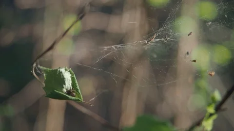 Spider on the web in the wind Stock Footage 113828026